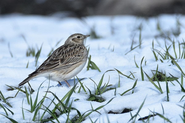 Всем, кто заключит договор до 12.00 - дополнительная скидка к действующей 5%! Вы можете заключить договор , не выходя из дома и с работы! Мы заключаем договоры он-лайн!